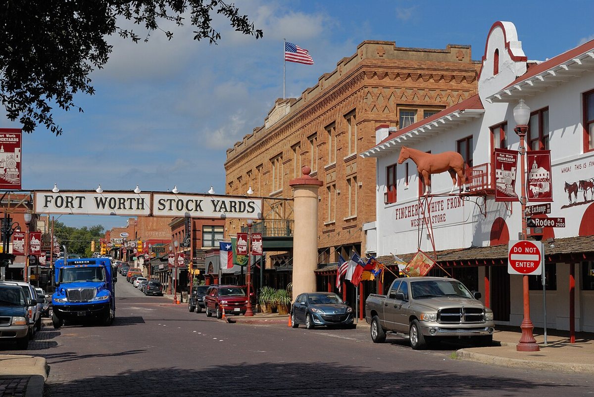 Cattle being driven down a brick street in the Fort Worth Stockyards Historic District