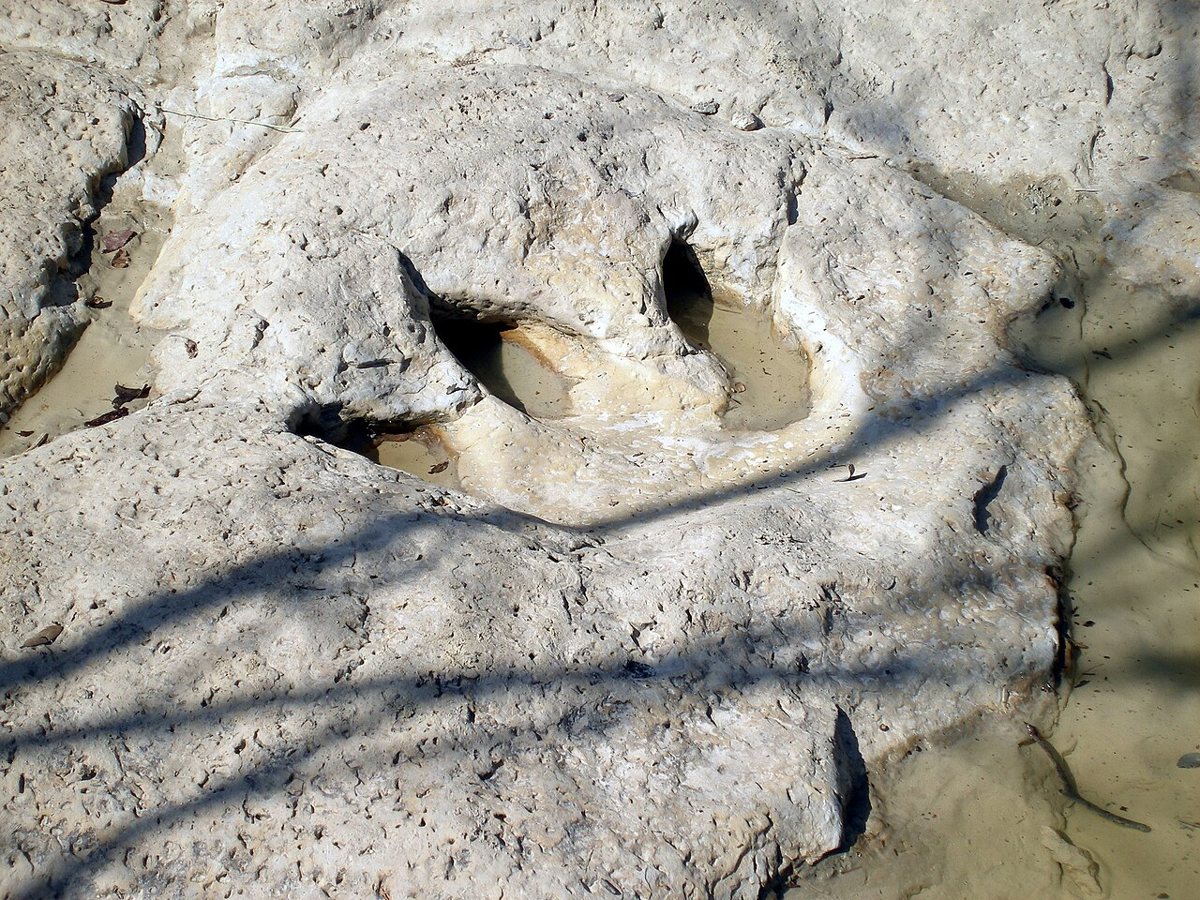 Dinosaur tracks preserved in the limestone riverbed at Dinosaur Valley State Park near Glen Rose, Texas