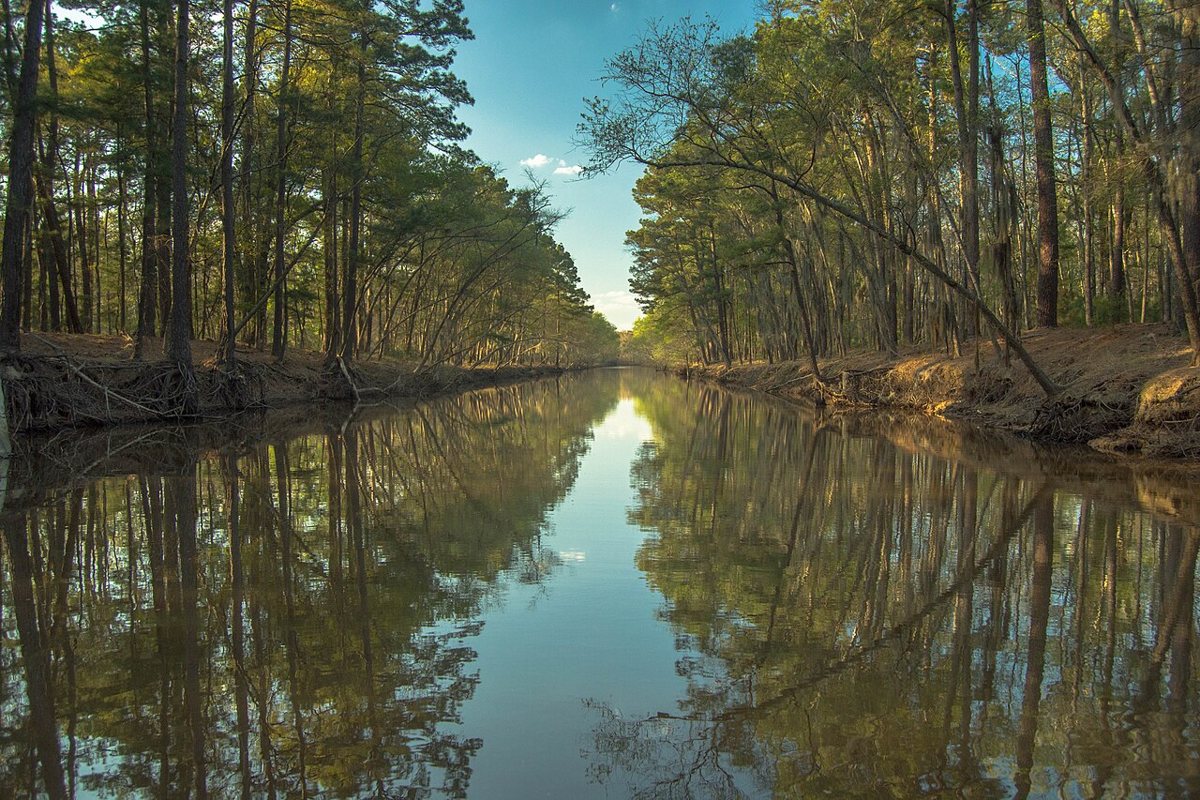 Cypress trees draped in Spanish moss reflected in the still water of Caddo Lake, Texas