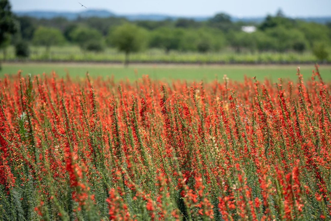 best day trips from dallas