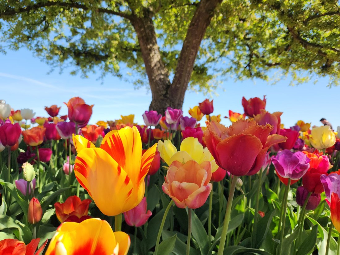 spring things to do in dallas
